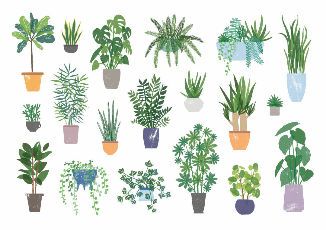 The Best Houseplants for Indoor Air Quality