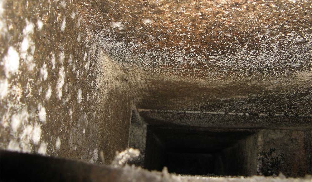 Common Types of Mold Found in Your Air Ducts